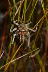 Hetrodes pupus