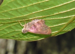 Polygonus savigny savigny