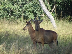 Alcelaphus buselaphus lichtensteinii
