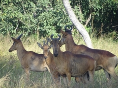 Alcelaphus buselaphus lichtensteinii