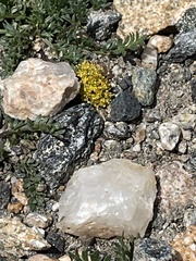 Oreoxis alpina