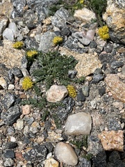 Oreoxis alpina