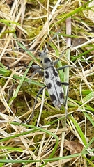 Chlorophorus herbstii