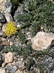 Oreoxis alpina