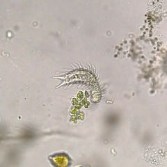 Chaetonotus