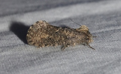 Acrolophus kearfotti