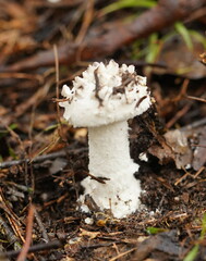 Amanita pyramidifera