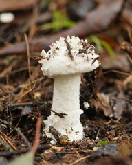 Amanita pyramidifera