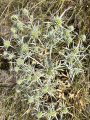 Eryngium campestre