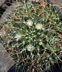 Mammillaria decipiens