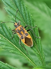 Corizus tetraspilus