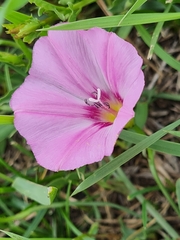 Convolvulus chinensis
