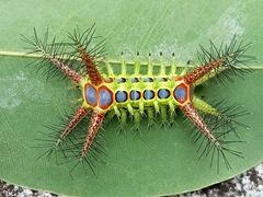 Phocoderma