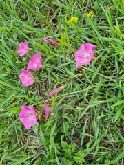 Convolvulus chinensis