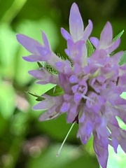 Knautia drymeia