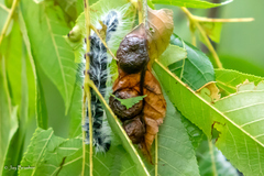 Phylloxera devastatrix