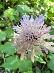 Knautia drymeia