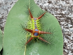 Phocoderma