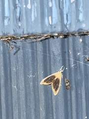 Glaphyria fulminalis