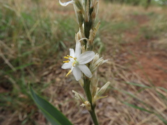 Chlorophytum subpetiolatum