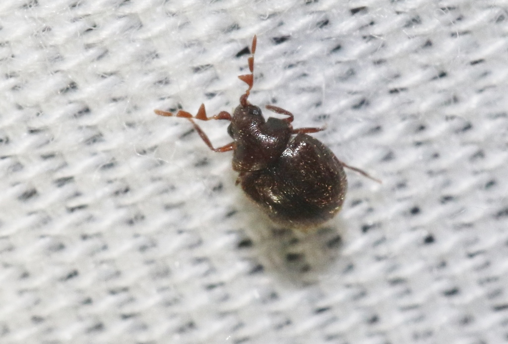 Caenocara californicum