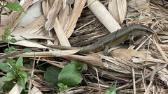 Eutropis multifasciata