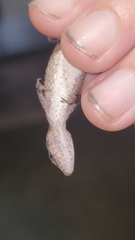 Anolis beckeri