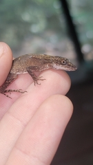 Anolis beckeri