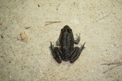 Lithobates heckscheri