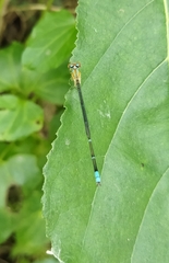 Pseudagrion microcephalum