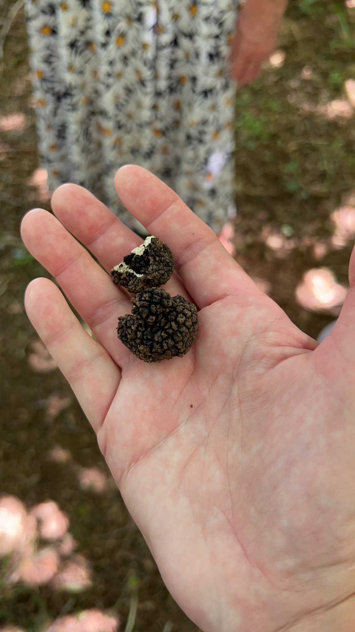 Tuber melanosporum