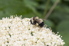 Bombus sandersoni