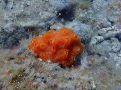 Aplidium elegans