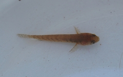 Knight's Snakehead photo 2