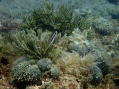 Symphodus doderleini