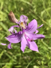 Calopogon tuberosus tuberosus