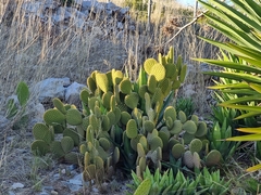Opuntia microdasys