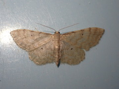 Idaea fuscovenosa