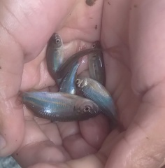 Devario