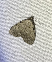 Dyspyralis puncticosta