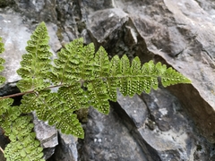 Hypodematium