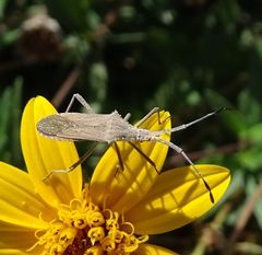Chariesterus antennator