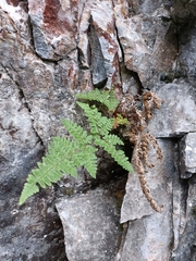 Hypodematium