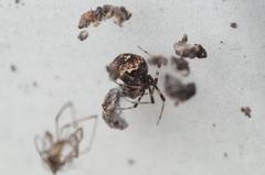 Parasteatoda tabulata