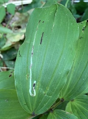 Liriomyza smilacinae