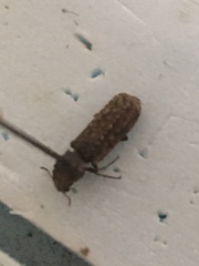 Lichenophanes bicornis