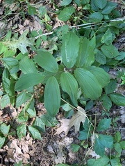 Liriomyza smilacinae