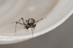 Parasteatoda tabulata
