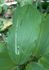 Liriomyza smilacinae