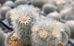 Mammillaria albicoma
